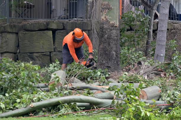 Trusted East Point, GA Tree Removal Experts